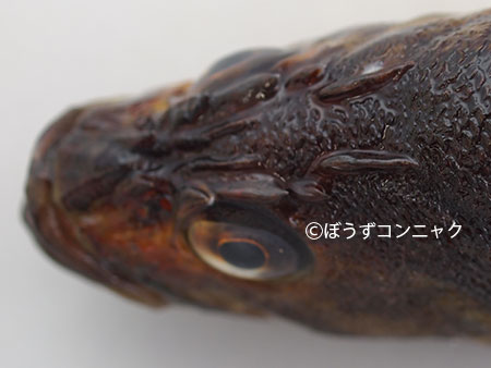 コウライキツネメバル